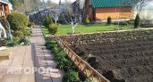 Это популярное у садоводов растение запретили выращивать: россияне в шоке из-за новых правил