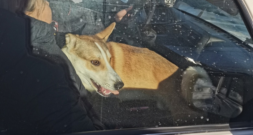 "Собаку могут вернуть живодеру": волонтеры из Чепецка волнуются за дальнейшую судьбу пса