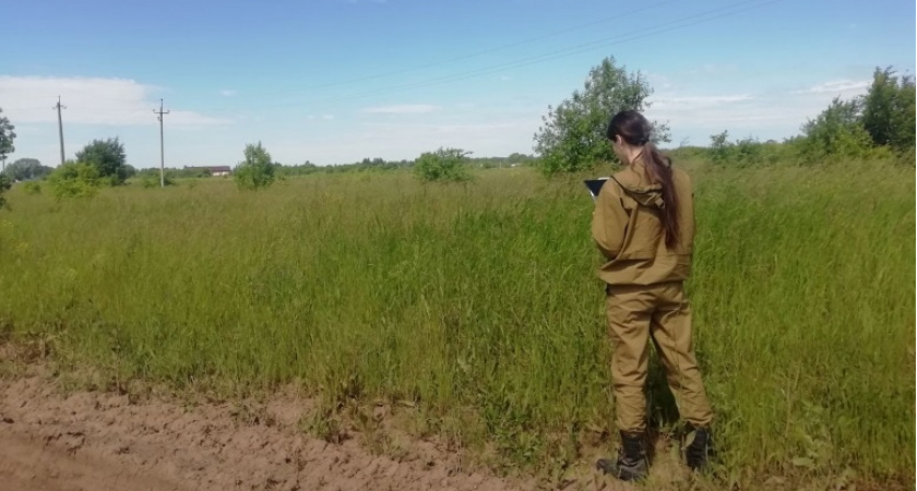 Россельхознадзор обнаружил в Кирово-Чепецком районе заброшенные сельхозучастки