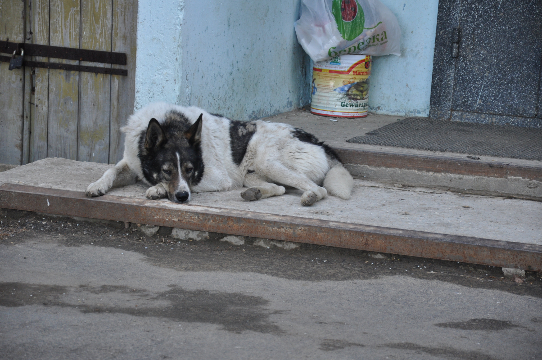 В Кирово-Чепецком районе обнаружили бешеную собаку
