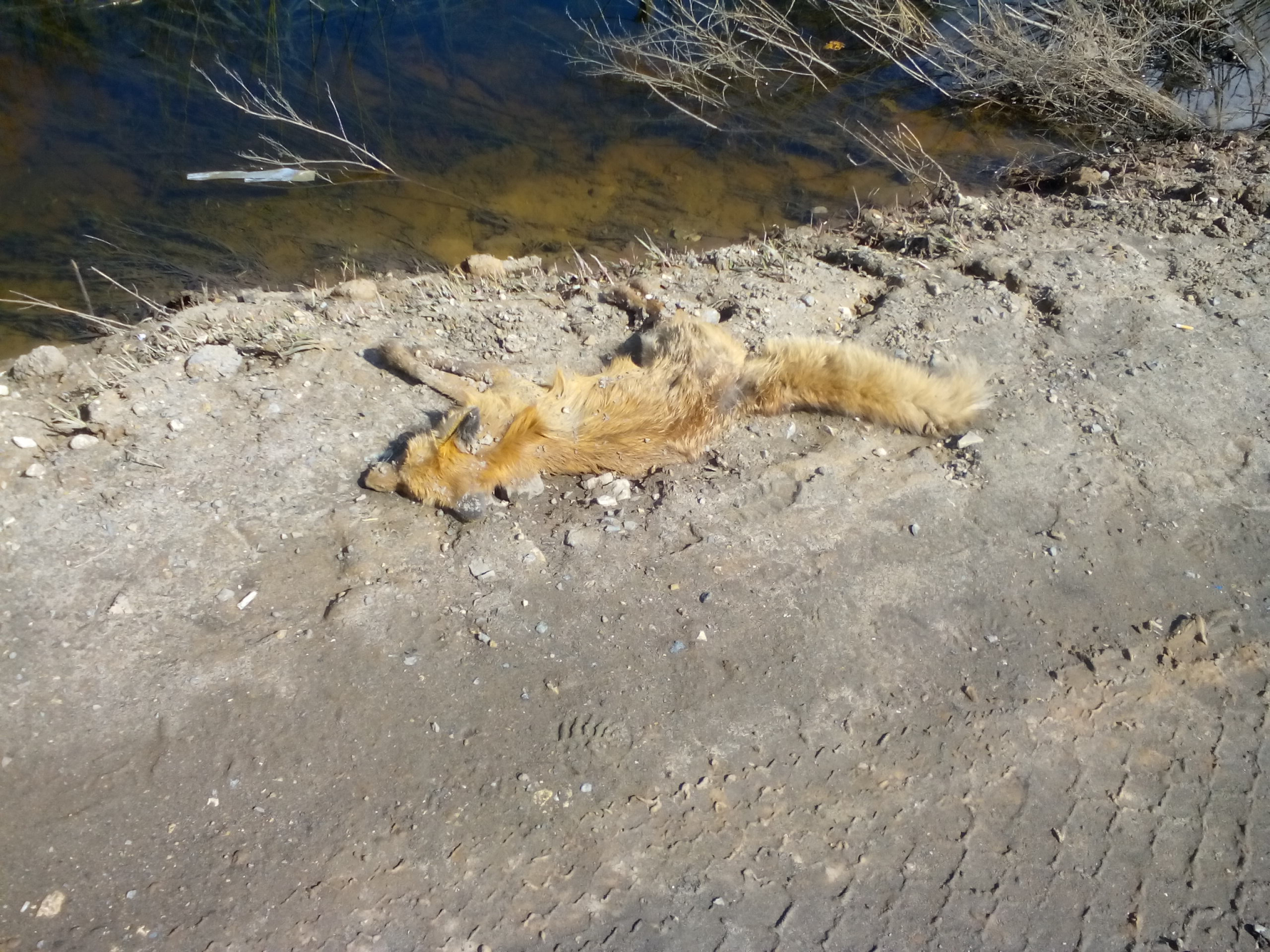 В Чепецке на обочине трассы почти неделю лежит труп лисы