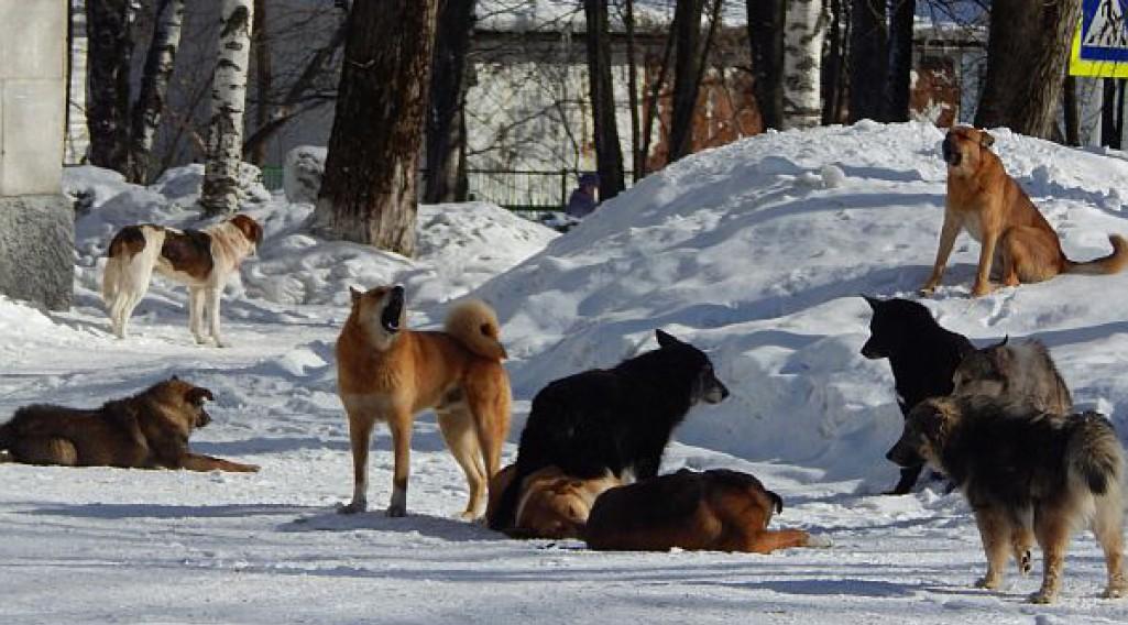Кормить и гулять по правилам: как будут контролировать закон о домашних животных в Чепецке
