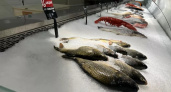 В магазинах Кирово-Чепецка продавали подозрительную рыбу 