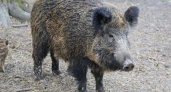 В Кировской области нашли вирус африканской чумы свиней