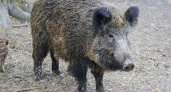 Карантин из-за африканской чумы свиней ввели на территории Кировской области
