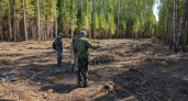 В Кирово-Чепецке незаконно срубили деревьев на полмиллиона рублей