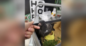Подсказка для чепчан: как помочь голубю, который попал в беду