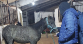 Жительница Кирово-Чепецкого района утаила информацию о гибели лошади