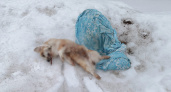 “У нее даже впали глаза": в Чепецке нашли труп собаки в покрывале