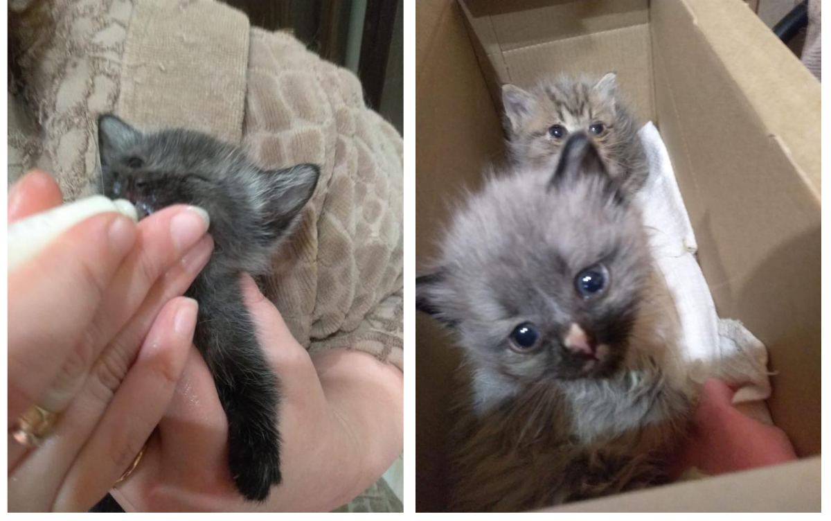 “Дома было разом 12 маленьких котят”: волонтер о бездомных животных в Кирово-Чепецке