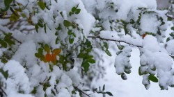 Погода в Кирово-Чепецке: на предстоящей неделе похолодает и будет идти снег