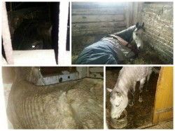 Чепчане могут помочь истощенным лошадям, которых нашли на кировской конюшне