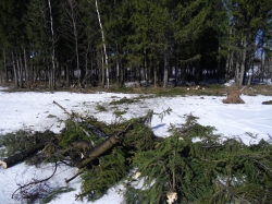 Под Чепецком упавшее дерево оборвало несколько проводов