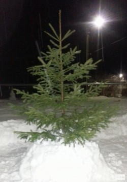 В Кировской области с детской площадки украли наряженную елку