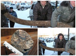 В Кировской области мужчина хранил в своем гараже бивни мамонта, найденные во время рыбалки