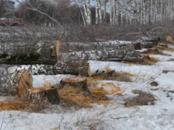 В Кирово-Чепецке началась «городская стрижка»: в городе вырубают аварийные деревья