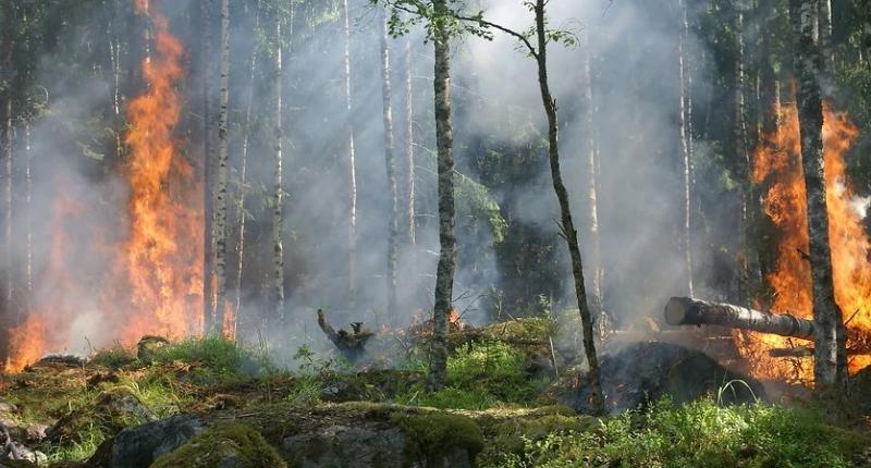 В Кирово-Чепецком лесничестве произошел сильный пожар