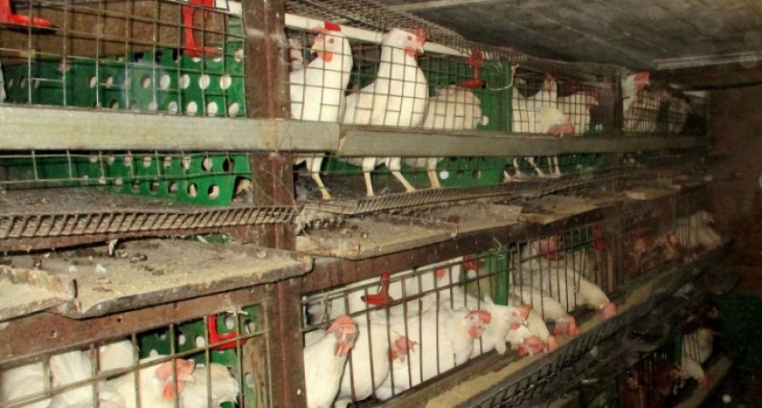 В Кировской области частично отменен карантин по птичьему гриппу, но осталось одно условие
