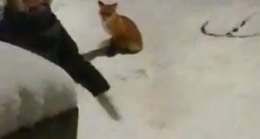 В Кирово-Чепецке очевидцы сняли на видео лису