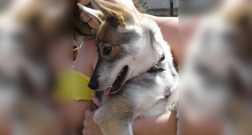 В Кирово-Чепецком районе пропал пес: объявлено вознаграждение нашедшему 