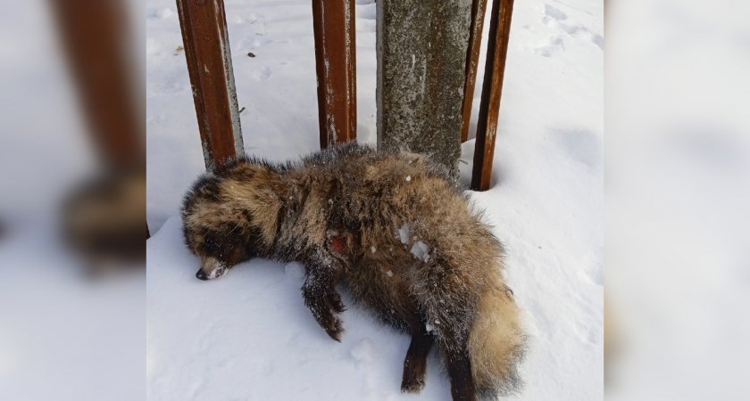 В Кирово-Чепецком районе нашли тело дикого енота