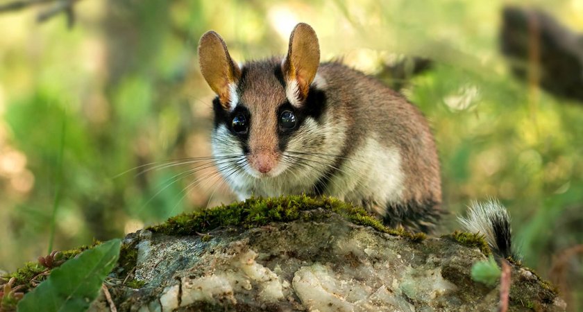 В 2022 году выйдет новое издание Красной книги Кировской области