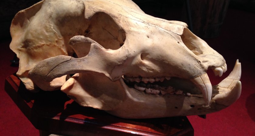 Чепецкие палеонтологи нашли череп звероящера возрастом 270 миллионов лет