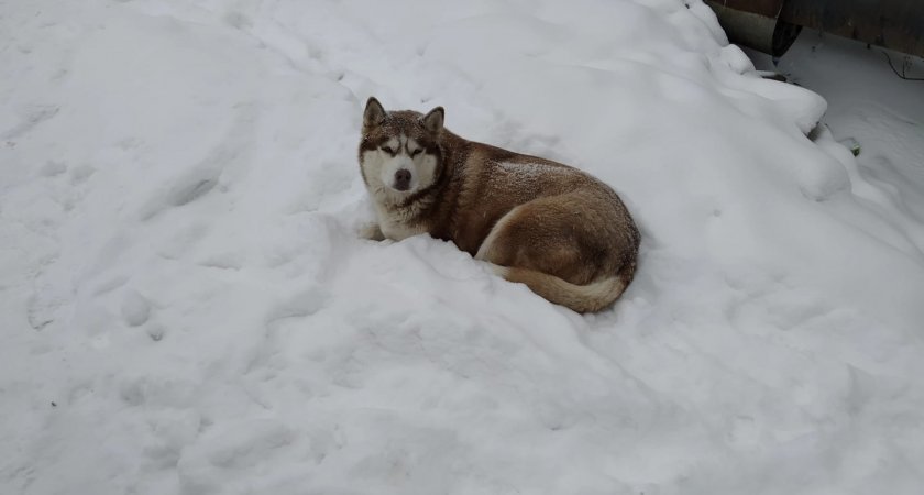 "Это отрава!": в Чепецке владельцы собак опасаются разбросанного на снегу мяса