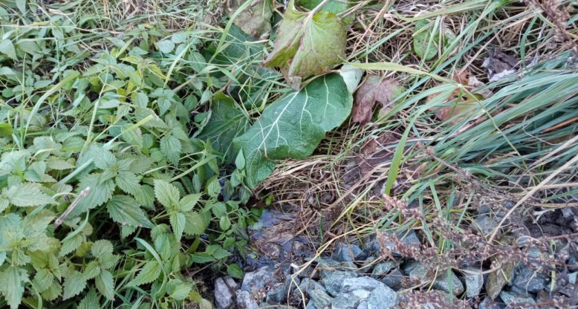 В Кирово-Чепецком районе неизвестные загрязняют почву отходами