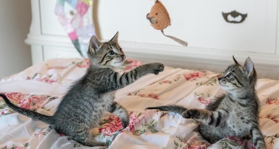 Раки будут охранять личную жизнь, а Водолеи наслаждаться стабильностью: гороскоп на неделю