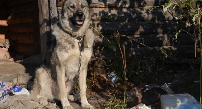 В Кировской области оштрафовали владельца собаки