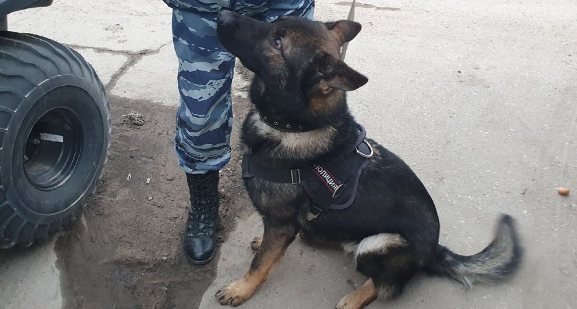 В Кирово-Чепецком районе полицейские с кинологами раскрыли кражу 