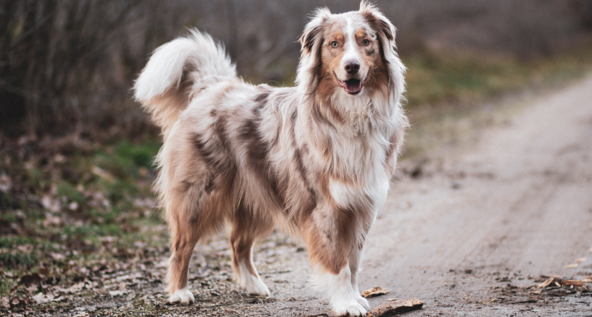 Девы «раскроют» врагов, а Тельцы пойдут на поводу у привычек: гороскоп на ноябрь