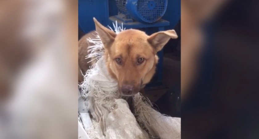 Зоозащитники выплатят вознаграждение за информацию о собаках, пропавших с чепецкой фабрики