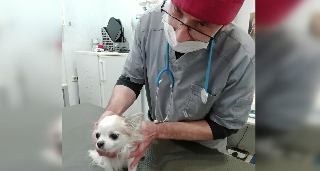 «Научился ходить благодаря собаке»: чепецкий ветеринар о своей профессии