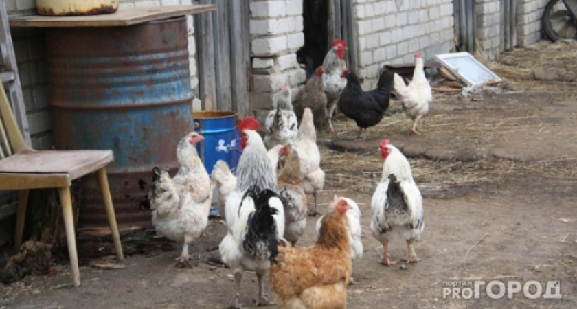 В Кировской области владельцев подсобного хозяйства просят принять меры против гриппа птиц