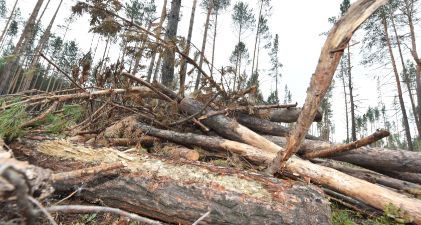 В Кирово-Чепецке обследуют леса после ветровалов