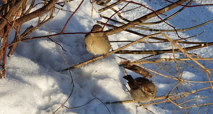 В Кировскую область возвращаются с зимовки птицы