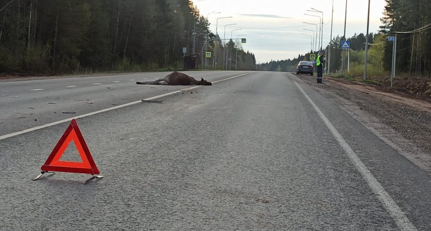 В Кирово-Чепецком районе на трассе под колесами Ford Focus погиб лось