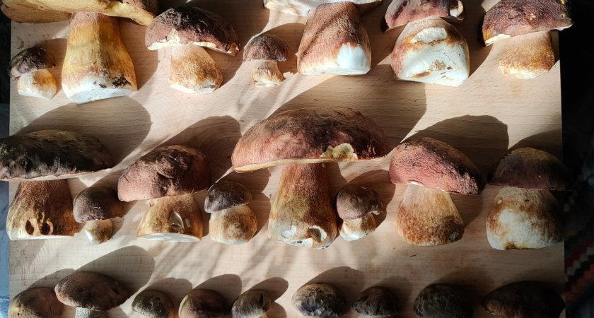Чепецкие грибники радуются богатому урожаю: подборка фото