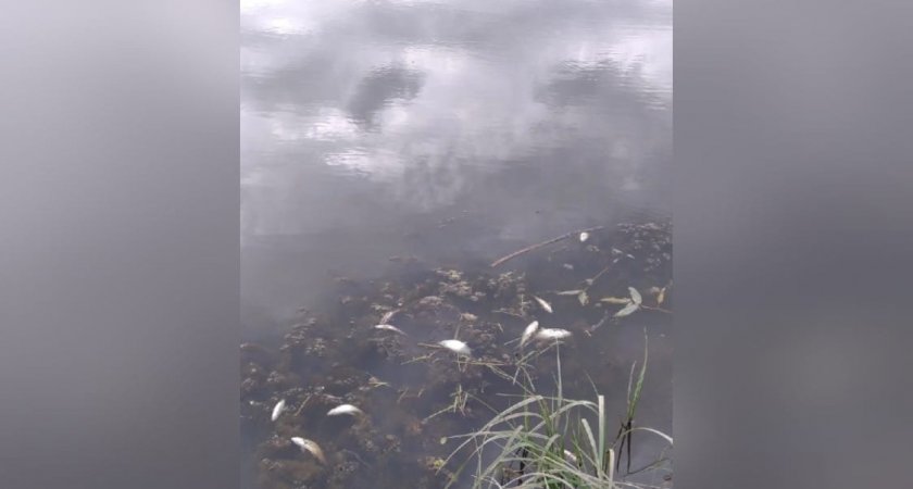 В пруду Кирово-Чепецкого района погибла рыба