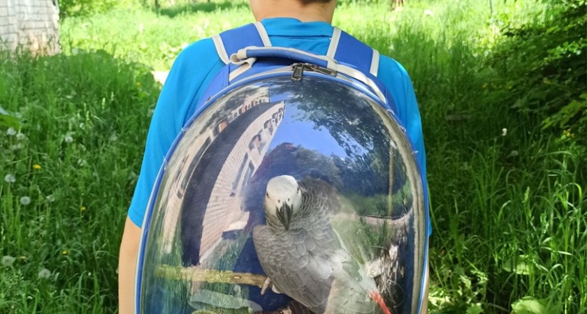 В Кирово-Чепецке на улице можно встретить говорящего попугая из TikTok
