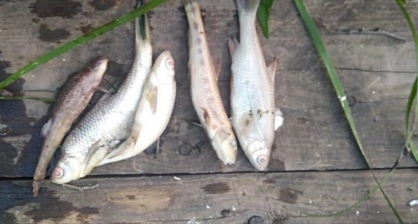 В чепецких водоемах погибает рыба