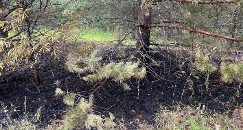Метеопредупреждение: жителей Кировской области предупреждают о высокой пожарной опасности