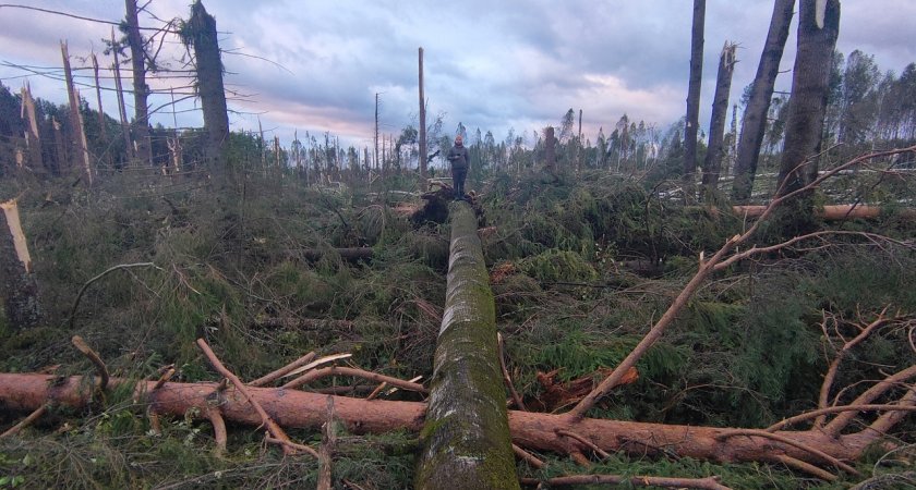 Из-за смерча в Кировской области горели дома, пропало электричество и повалились деревья