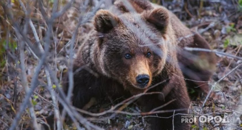 В Кировской области медведь напал на идущего домой мужчину