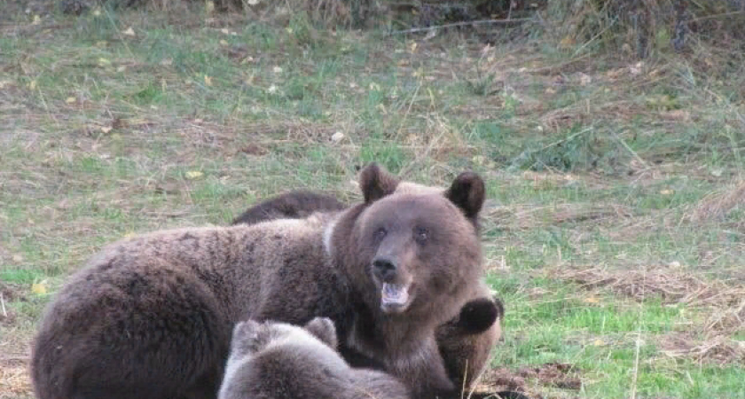 Рваные раны лица и рук: в Кировской области на мужчину напал медведь