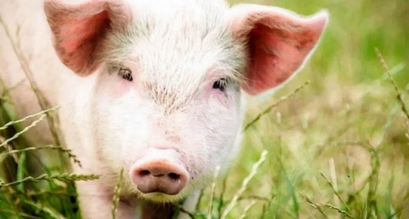 В Кировской области ввели карантин из-за чумы свиней