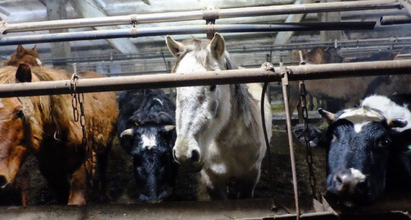 Работникам фермы, где от голода гибли животные, начали выплачивать долги по зарплате