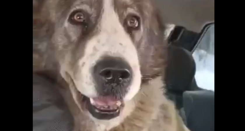 В Кировской области собаку бросили умирать на морозе: животному нашли любящих хозяев